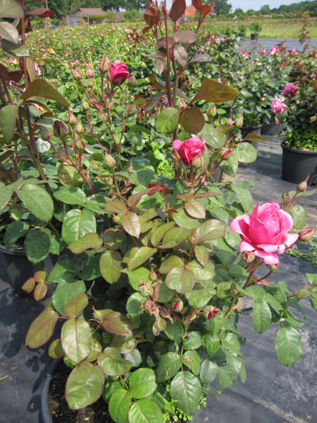 Edelrose Elbflorenz2